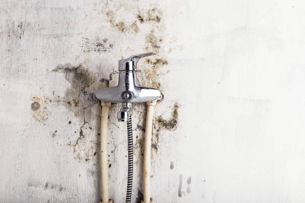 Professional Mold Removal in Spring Hill, TN