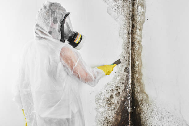 Best Crawl Space Mold Removal  in Spring Hill, TN