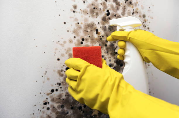 Best Mold Removal Company Near Me  in Spring Hill, TN