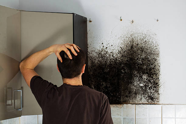 Best Commercial Mold Removal  in Spring Hill, TN