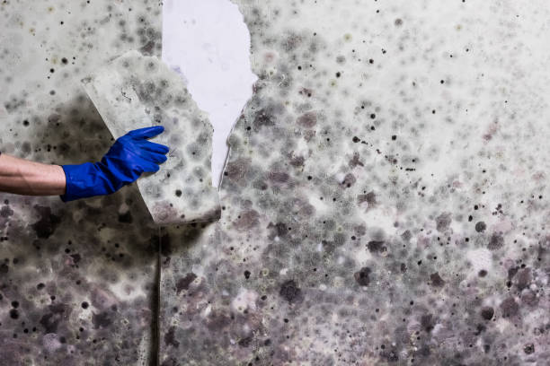 Best Toxic Mold Removal  in Spring Hill, TN